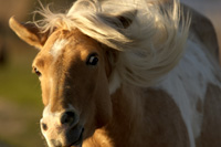 Chicoteague Pony closeup